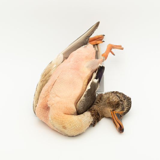真鴨 毛抜き ~1kg Wild Duck (Whole, Plucked) ~1kg