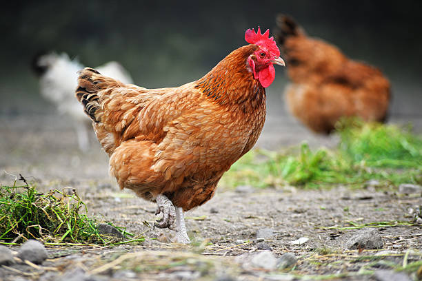 Chicken