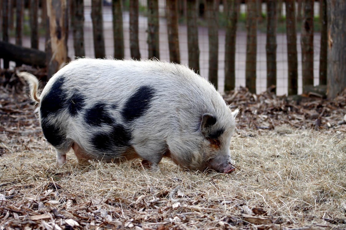 Pork
