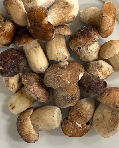 冷凍ポルチー 二 / セップ ブション 1Kg EU Frozen Bouchon Porcini 1Kg EU