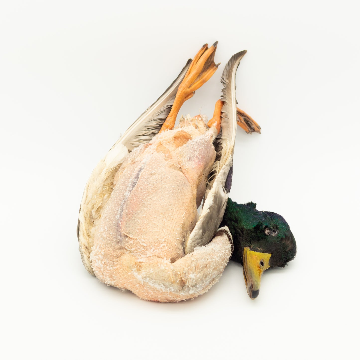 真鴨　毛抜き ～1kg Wild Duck (Whole, Plucked) ～1kg